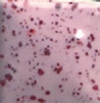 Pink Passion Fleckle